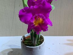 -北京植物园-展览温室