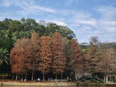 -深圳仙湖植物园