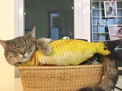 -雪茄客PURAVIDA俱乐部(上海店)