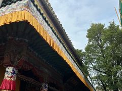 -塔尔寺-菩提树