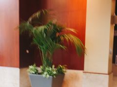 -鼎泰丰(Bellevue Square)