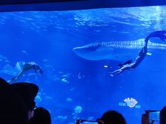 -烟台海昌鲸鲨海洋公园