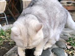 -喵屿·大理花园猫咖