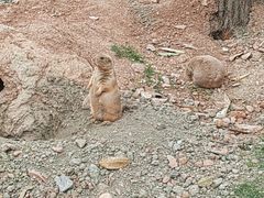 -成都动物园