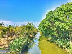 -上海长兴岛郊野公园