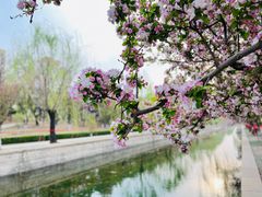 -海棠花溪(元大都城垣遗址公园)