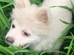 -南汇老顾农家乐采摘大团水蜜桃采摘店