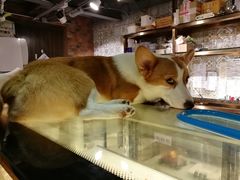 狗-more than meow吴止猫主题餐厅(承德 中船汇店)