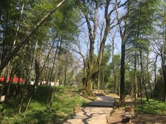 -西湖风景区十里琅珰-五云山