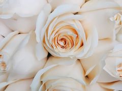 -亭亭鲜花店(中山北路店)