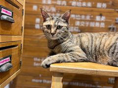 -猫的天空之城概念书店(苏州平江店)