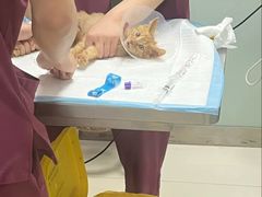 -纳吉亚猫专科动物医院博雅分院