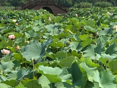 -荷塘月色湿地公园·向阳花洲