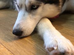 -Husky Go! 哈士奇体验馆·宠物咖啡厅狗咖