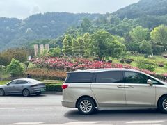 -铁山坪森林公园