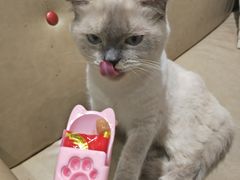 -藏猫猫咖啡主题馆(中央大道店)