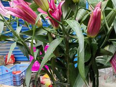 -桂林市花鸟市场