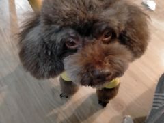 -读宠于你·约克夏比熊·睫角守宫·爬宠售卖(高新店)