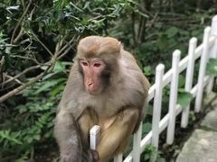 -黔灵山公园