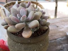 -三圣花乡旅游区