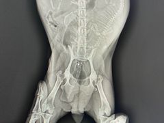 -北京博爱动物医院有限公司