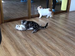 -猫的茶·猫咖
