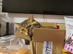 -艾贝尔宠物医院·宠保定点·超声绝育·免疫点(樱花路店)