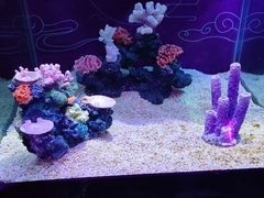 -上海海昌海洋公园