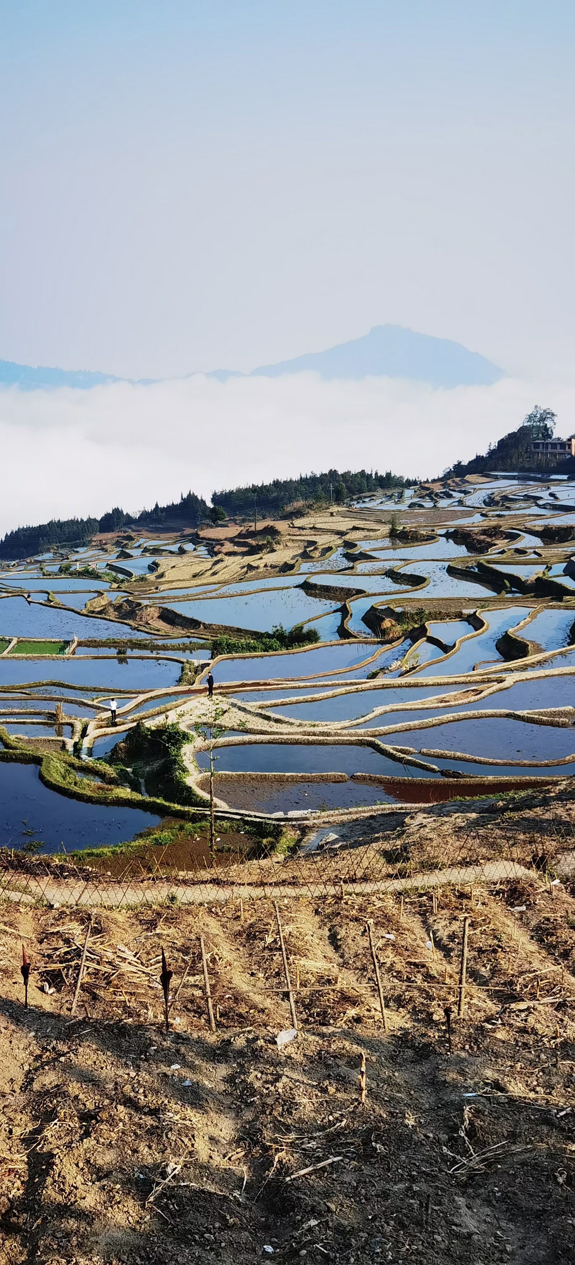 莒南梯田森林公园图片