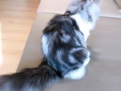 -猫腻·猫咖·撸猫馆(星光大道店)