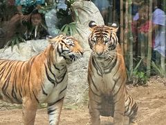 -清迈夜间动物园