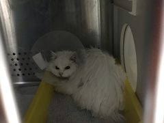 -美联众合动物医院·24h转诊中心