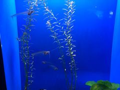 -上海海洋水族馆