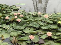 -池杉湖湿地公园