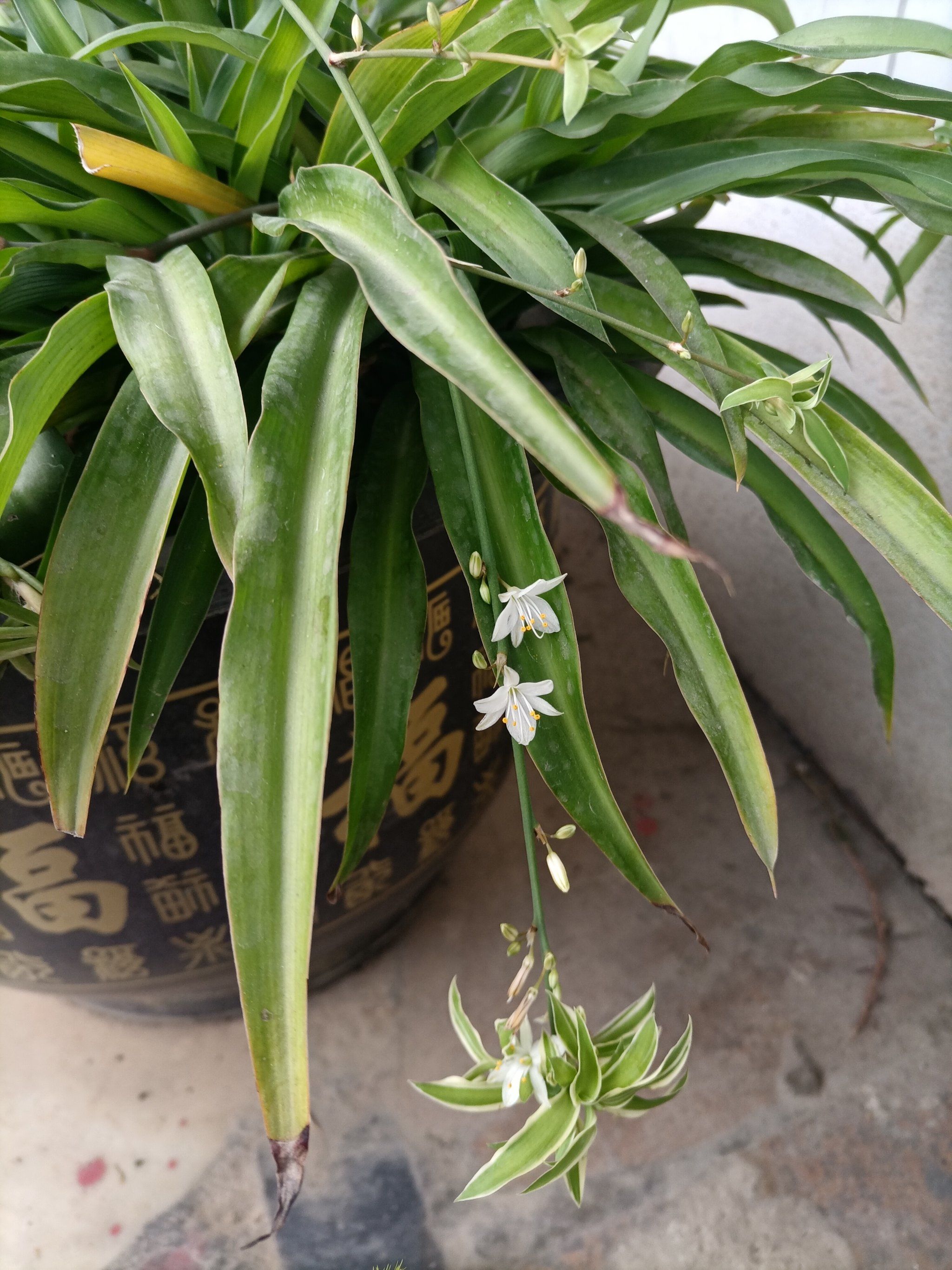 吊兰开花了