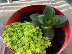 -秦美花卉(天朗·莱茵小城2期店)