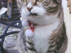 -喵屿·大理花园猫咖