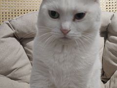 -琪喵猫屋·撸猫猫咖·猫舍