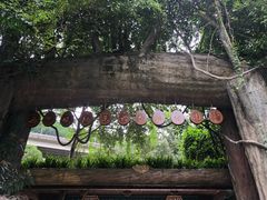 -西双版纳原始森林公园