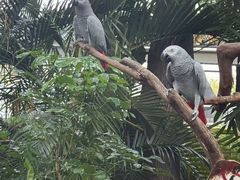 -广州长隆飞鸟乐园