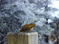 -西岭雪山大飞水景区