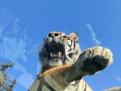 -西霞口神雕山野生动物世界