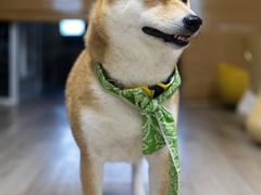 -柴迷FANS CLUB·柴犬狗咖·猫咖
