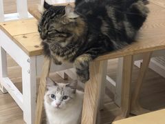 -李小姐の猫咖啡馆(五角场店)