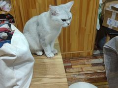 -酷豆宠物咖啡·宠物美食·撸猫馆