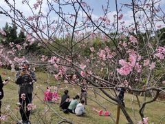 -聚龙山公园