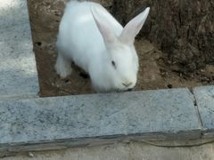 -石家庄市动物园