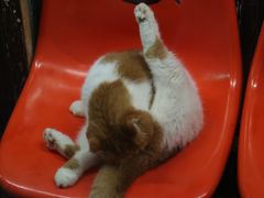 -猫咪博物馆(顶澳仔猫街店)