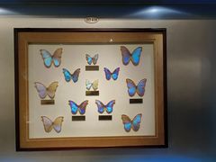 -上海昆虫博物馆