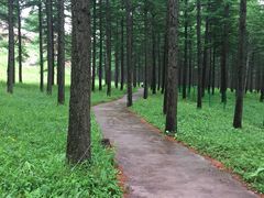 -塞罕坝国家级自然保护区